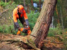 Reliable Holualoa, HI Tree Services Solutions