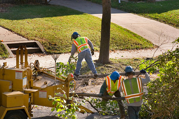 Why Choose Our Tree Removal Services in Holualoa, HI?